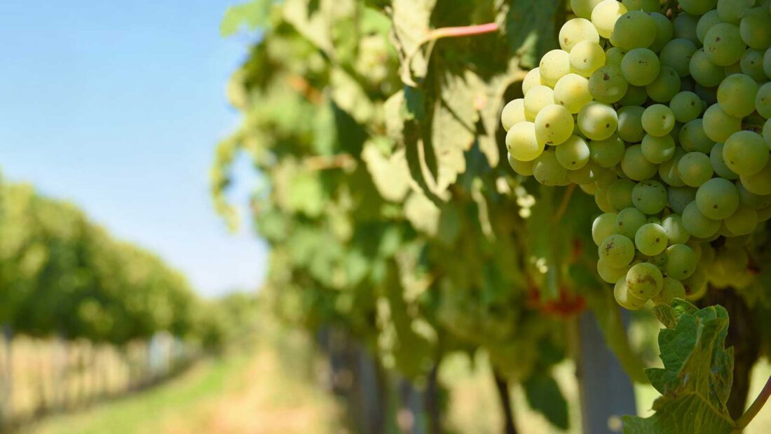 Viticultura ecològica a l’Empordà Celler Mas Pòlit