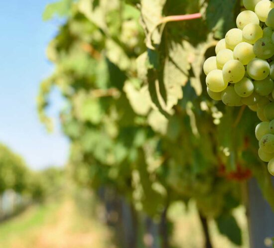 Viticultura ecològica a l’Empordà Celler Mas Pòlit