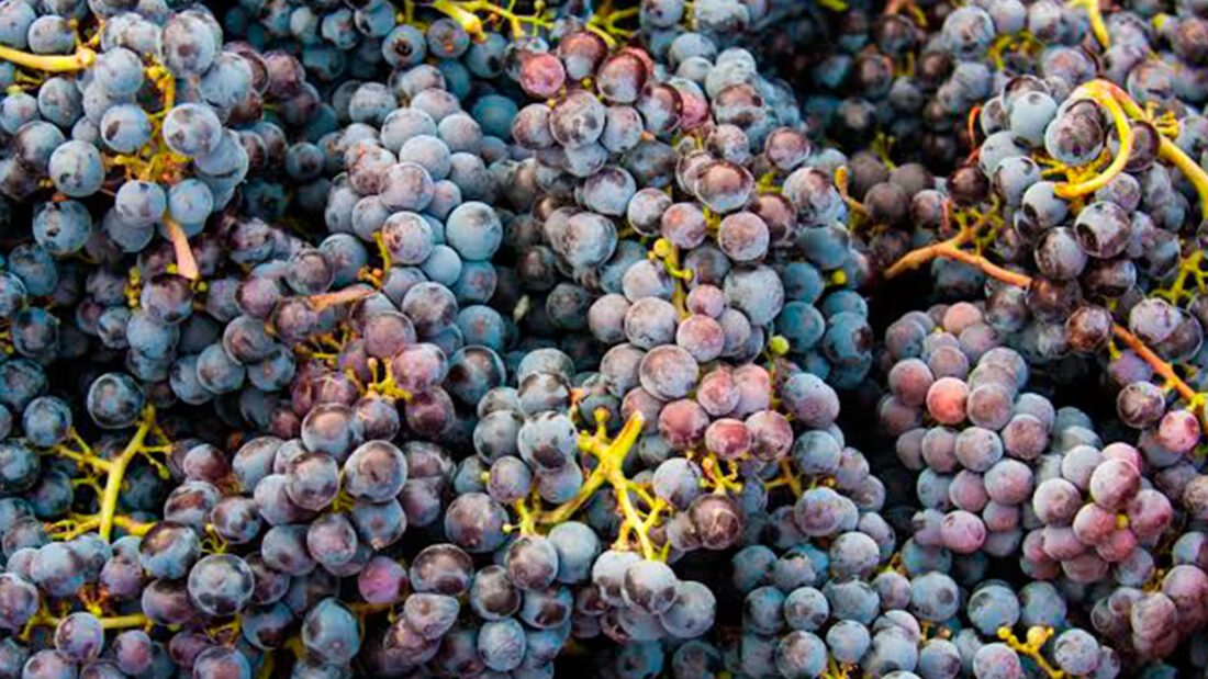 Viticultura ecològica a l’Empordà Celler Mas Pòlit