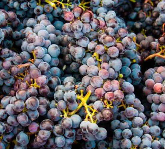 Viticultura ecològica a l’Empordà Celler Mas Pòlit