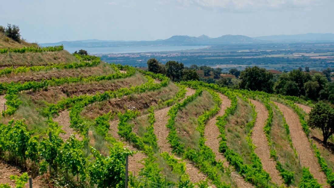 Paisatge de terrasses de vinyes de muntanya i sòls de pissarra del Celler Mas Pòlit a Vilamaniscle, DO Empordà.