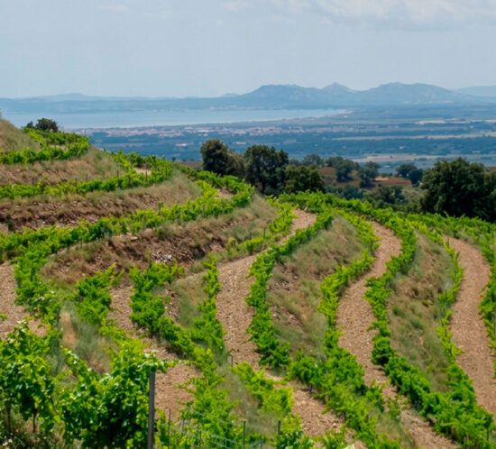 Paisatge de terrasses de vinyes de muntanya i sòls de pissarra del Celler Mas Pòlit a Vilamaniscle, DO Empordà.